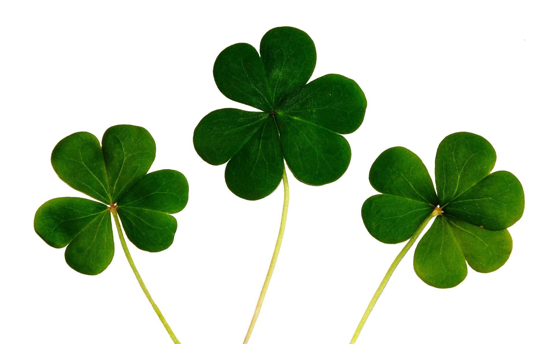 clover-445255_1920